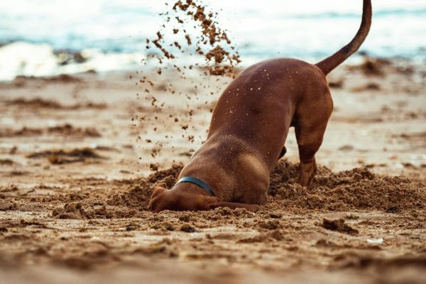 spiagge pet friendly lidi ravennati