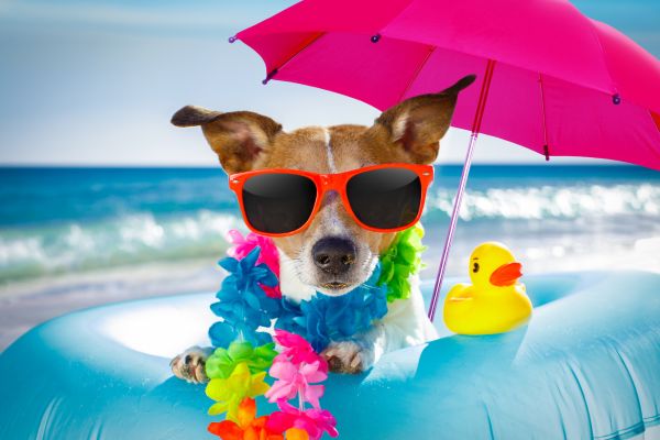 vacanze pet lidi ravennati