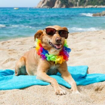 Vacanze pet friendly a lidi ravennati
