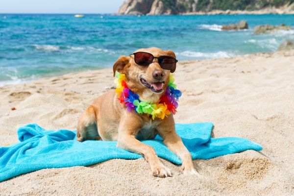 Vacanze pet friendly a lidi ravennati